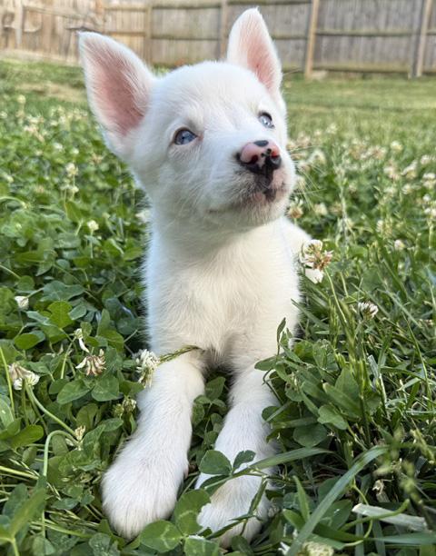 Hashbrown, a ADOPTABLE Australian Shepherd in Manhattan, KS image 5/5