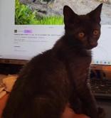 Enlarge Cayenne & Paprika-Bonded Pair , an adopted Domestic Short Hair in Edgewood, NM image 2/2