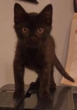 Enlarge Cayenne & Paprika-Bonded Pair , an adopted Domestic Short Hair in Edgewood, NM image 1/2