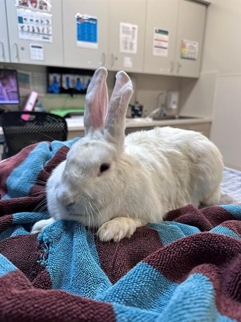 MUMSY, Adoptable, Adult Female New Zealand.