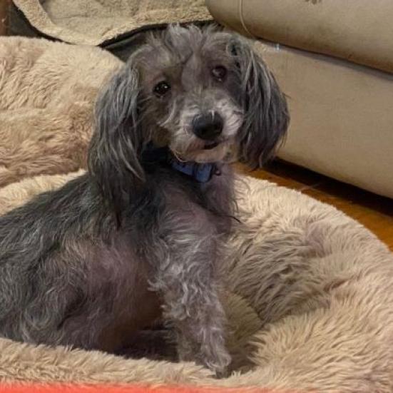 Enlarge Pluto, a Adoptable Schnauzer in Houston, TX image 1/3