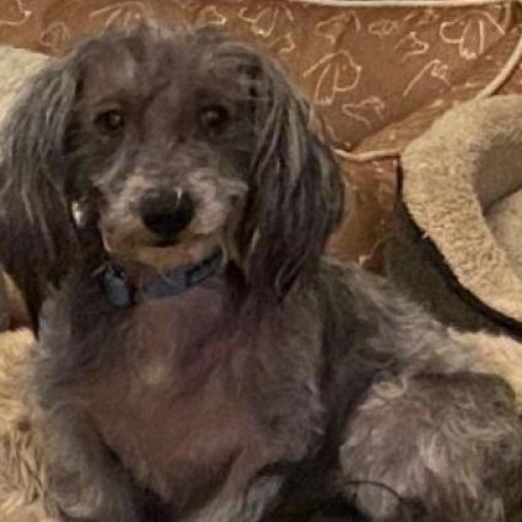 Enlarge Pluto, a Adoptable Schnauzer in Houston, TX image 2/3