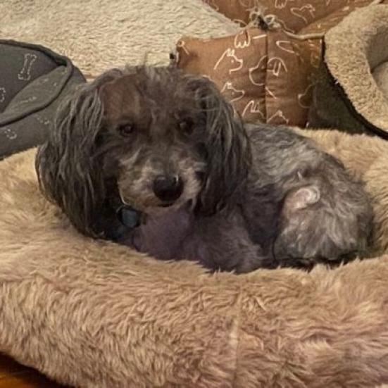Enlarge Pluto, a Adoptable Schnauzer in Houston, TX image 3/3