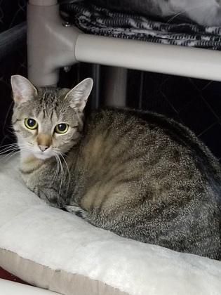 Jane, Adoptable, Adult Female Domestic Short Hair & Domestic Short Hair.