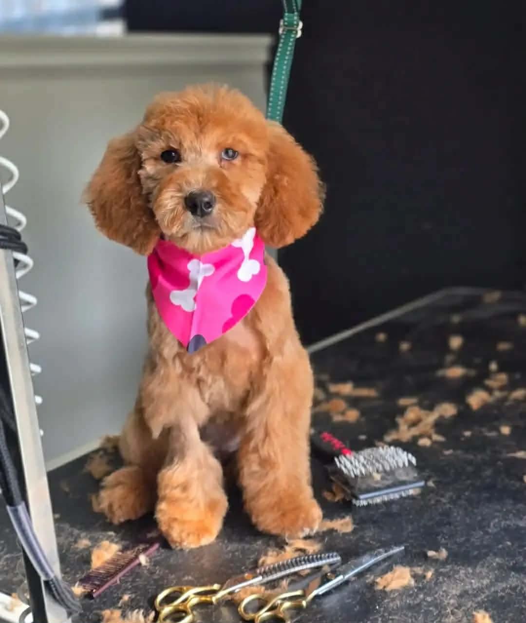 Enlarge Penelope nka Harley, a Adopted Standard Poodle in Oakhurst, NJ image 1/3