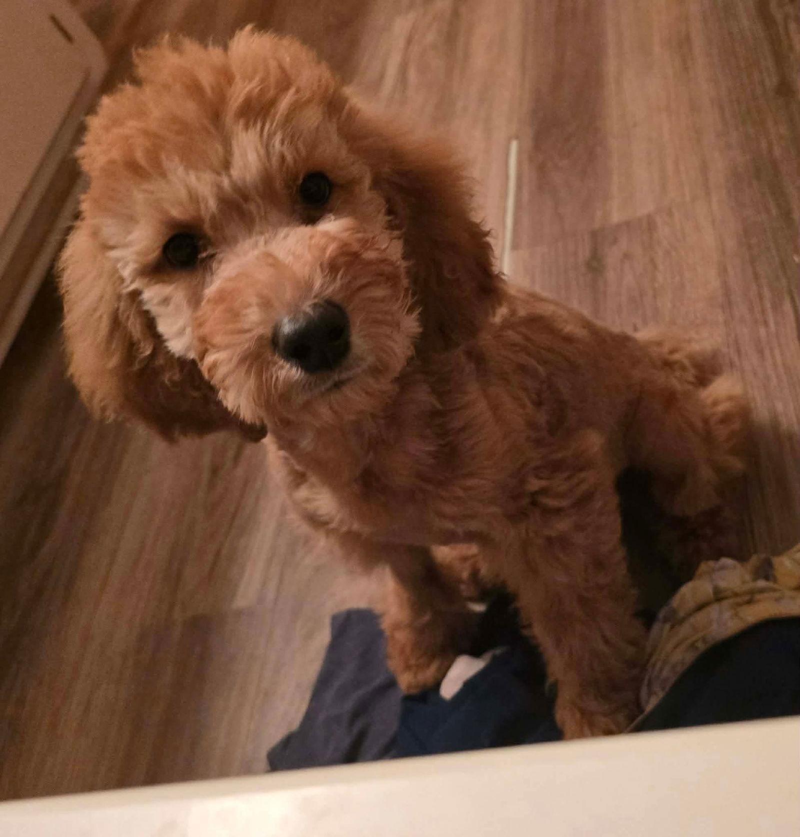 Enlarge Penelope nka Harley, a Adopted Standard Poodle in Oakhurst, NJ image 2/3