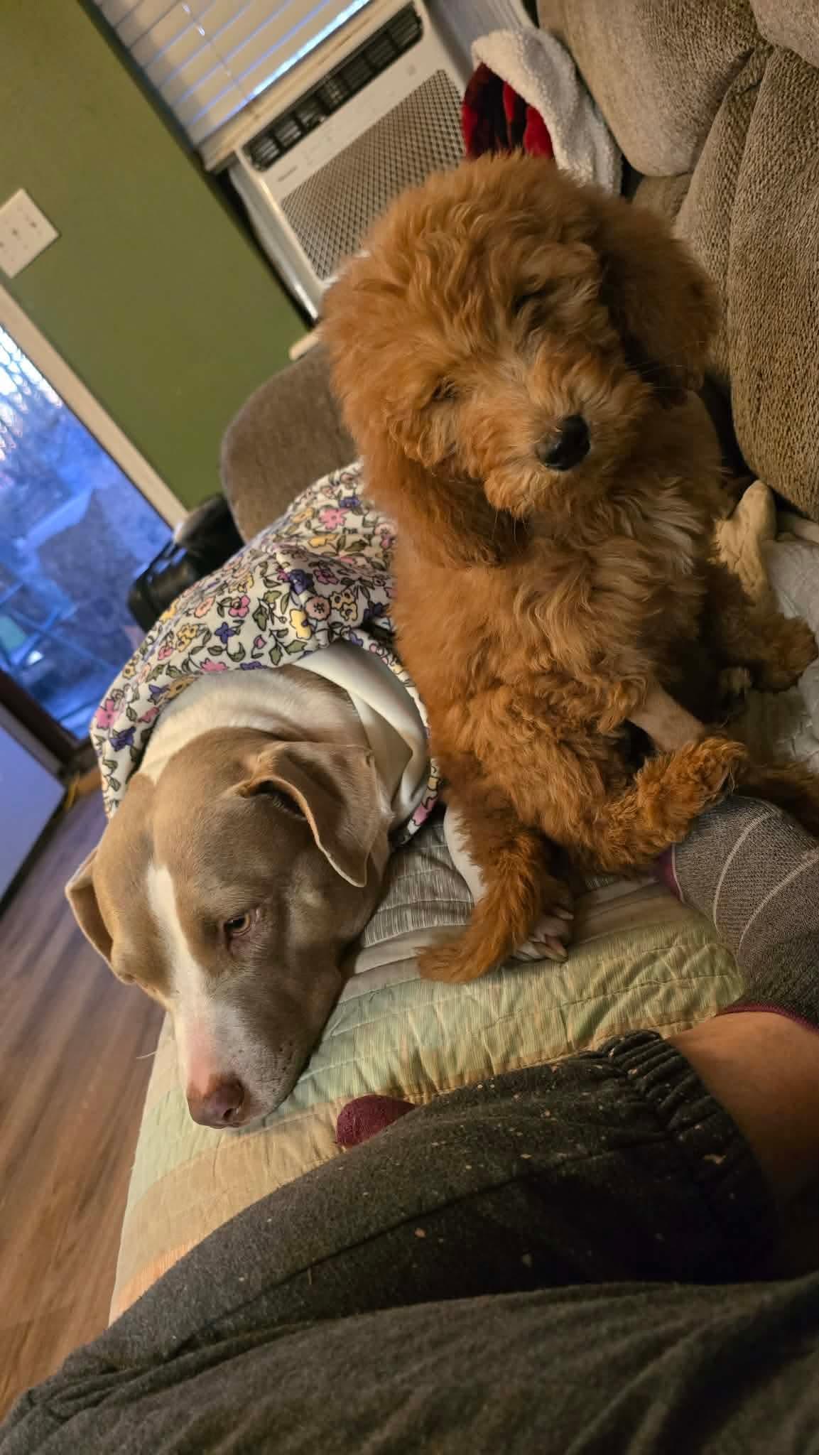 Enlarge Penelope nka Harley, a Adopted Standard Poodle in Oakhurst, NJ image 3/3