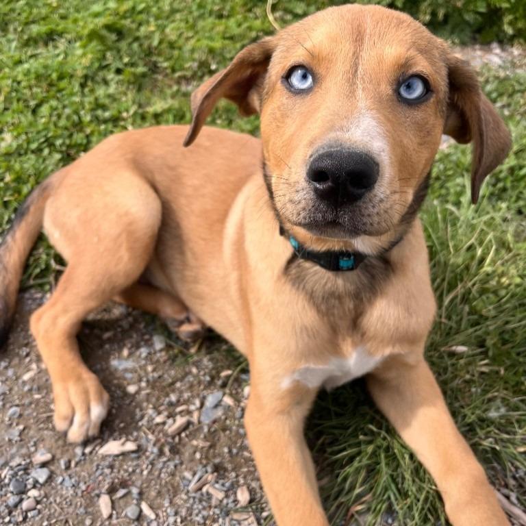 Enlarge Eggs, a Adoptable mixed breed in Logan, UT image 1/1