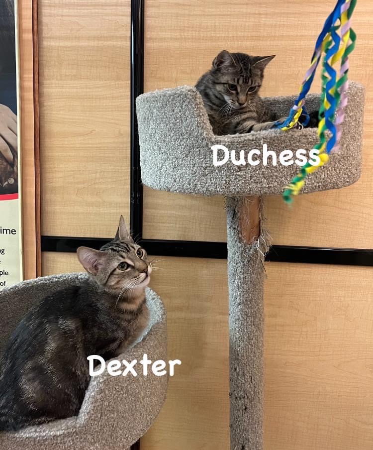 Duchess and Dexter