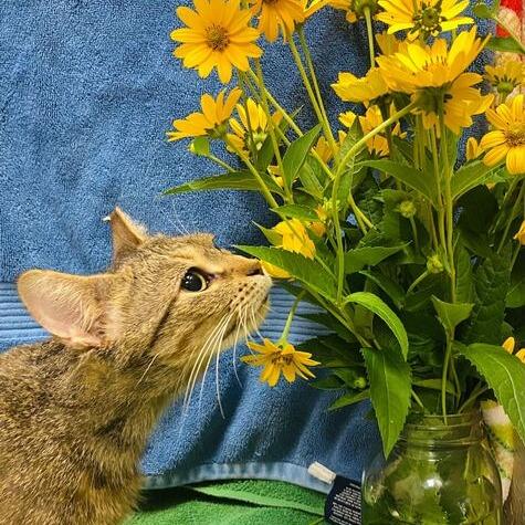 Sunflower, Adoptable, Adult Female Domestic Short Hair.