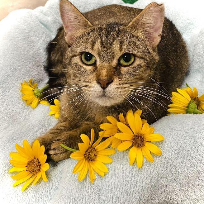 Sunflower, a Adoptable mixed breed in Owosso, MI image 2/6