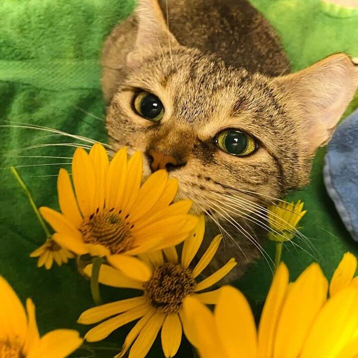 Sunflower, a Adoptable mixed breed in Owosso, MI image 3/6