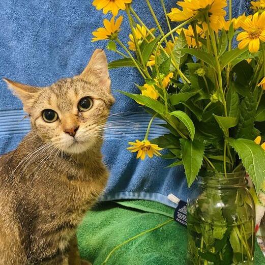 Sunflower, a Adoptable mixed breed in Owosso, MI image 4/6
