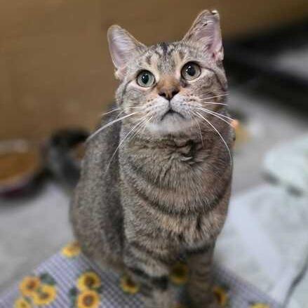 Sunflower, a Adoptable mixed breed in Owosso, MI image 5/6