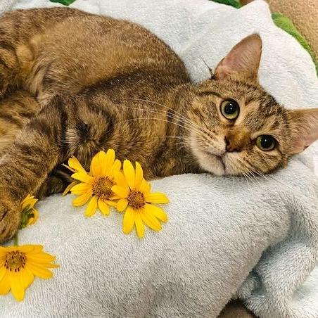 Sunflower, a Adoptable mixed breed in Owosso, MI image 6/6