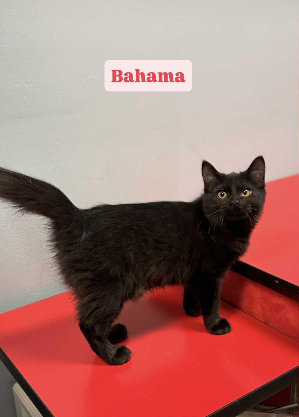 Enlarge Bahama, a Adopted Domestic Long Hair in Indianapolis, IN image 1/1