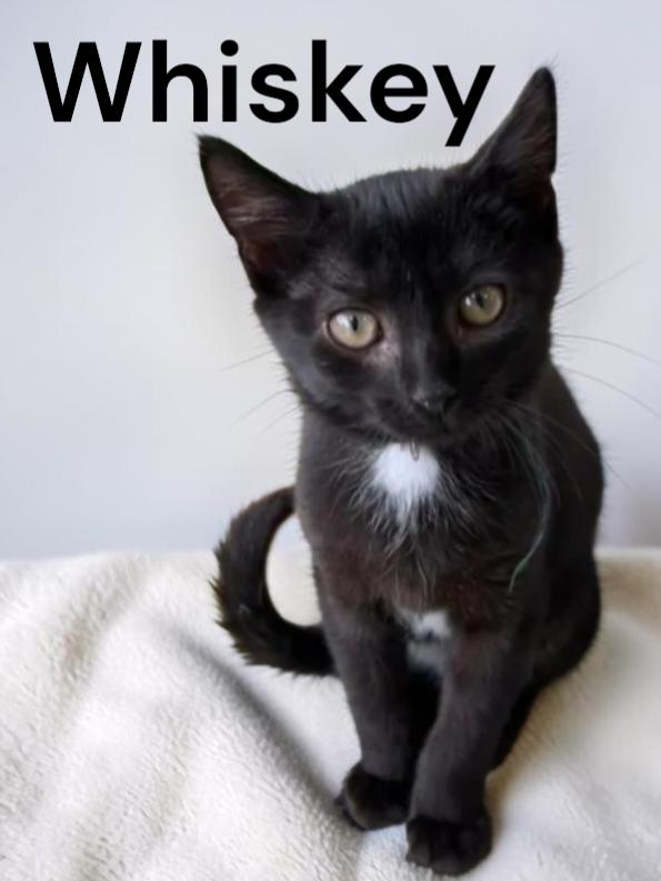 Enlarge Whiskey, a Adoptable Domestic Short Hair in Chesapeake, VA image 1/2