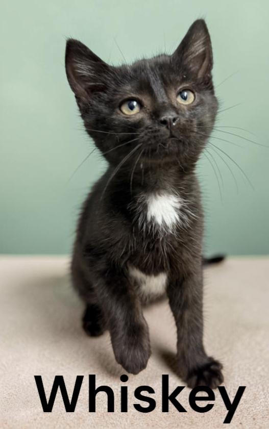 Enlarge Whiskey, a Adoptable Domestic Short Hair in Chesapeake, VA image 2/2
