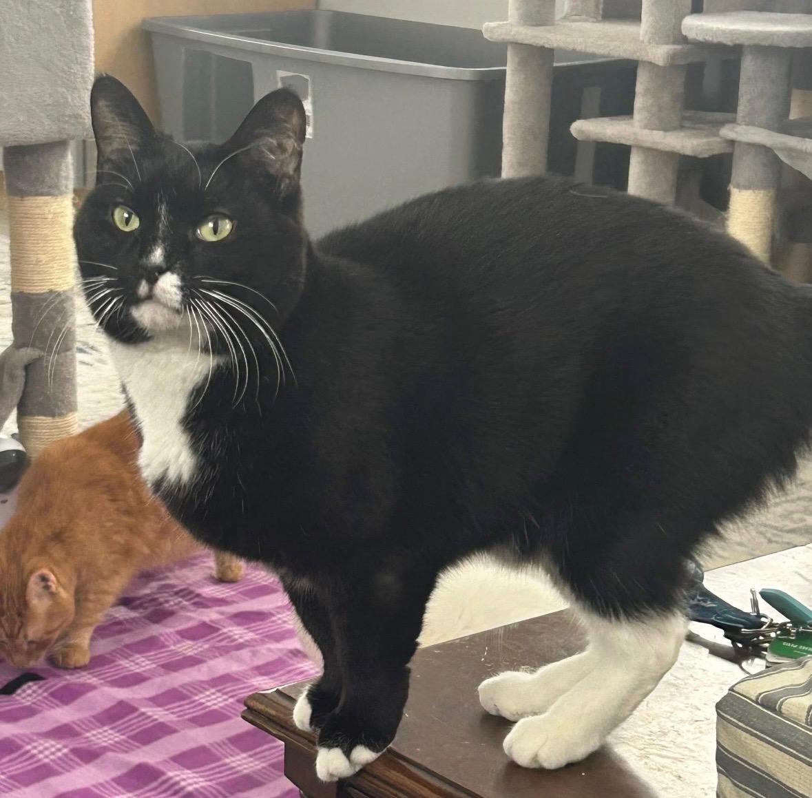 Minnie , Adoptable, Adult Female Domestic Short Hair.