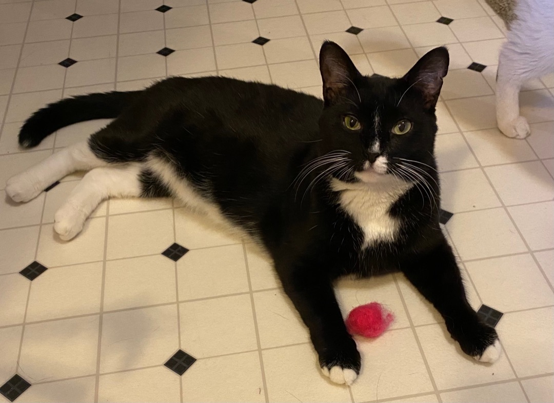 Minnie , a Adoptable Domestic Short Hair in Goshen, IN image 2/9