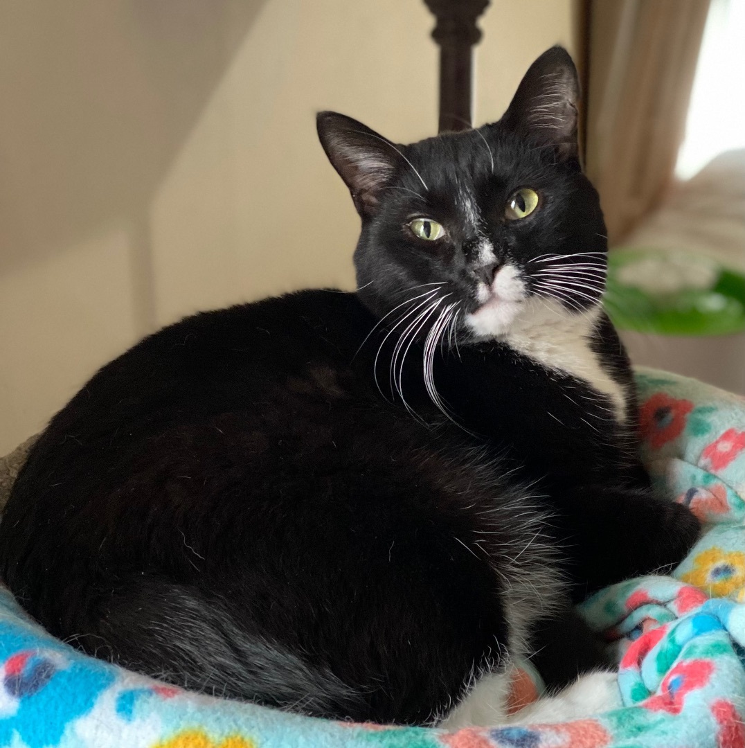 Minnie , a Adoptable Domestic Short Hair in Goshen, IN image 3/9