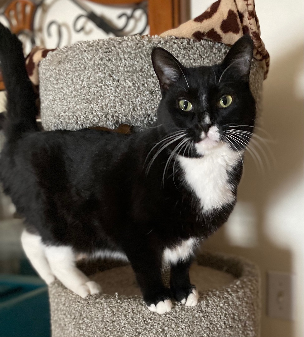 Minnie , a Adoptable Domestic Short Hair in Goshen, IN image 4/9