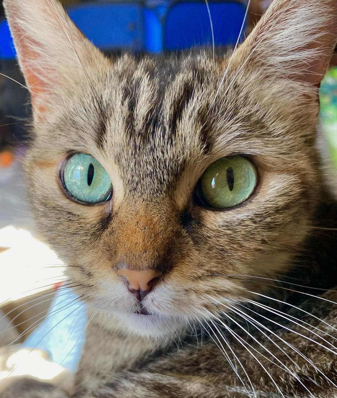 Ronnie (Lap Cat), Adult Female Domestic Short Hair