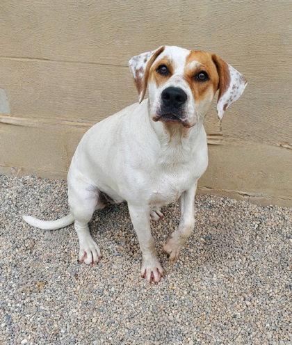 Tequila (7141), Adoptable, Young Female Labrador Retriever.