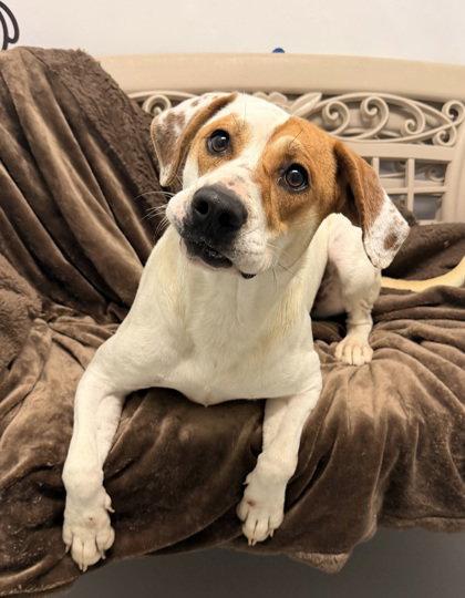 Enlarge Tequila (7141), a Adoptable Labrador Retriever in Lake City, MI image 1/1