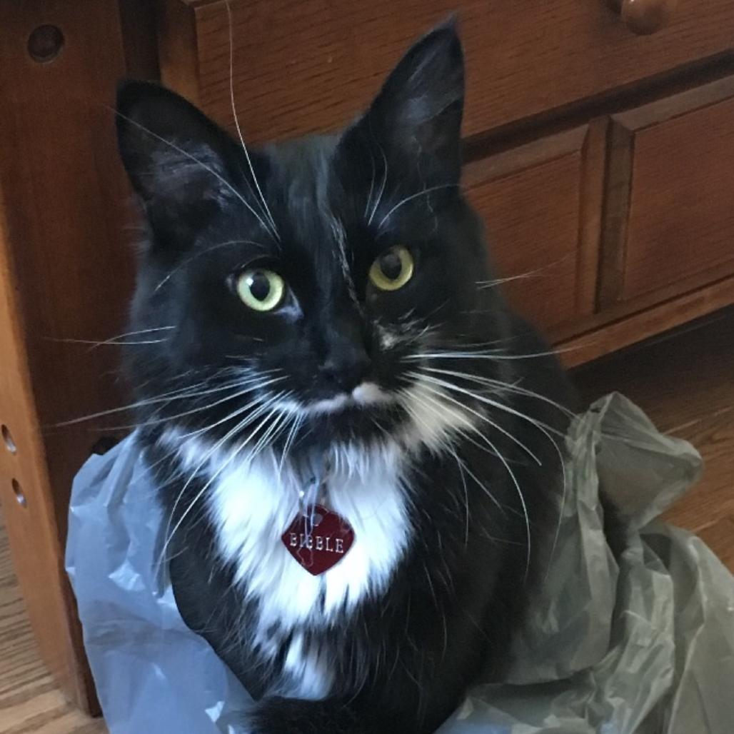 Enlarge Bibble, a Adoptable Domestic Long Hair in Drumheller, AB image 1/1