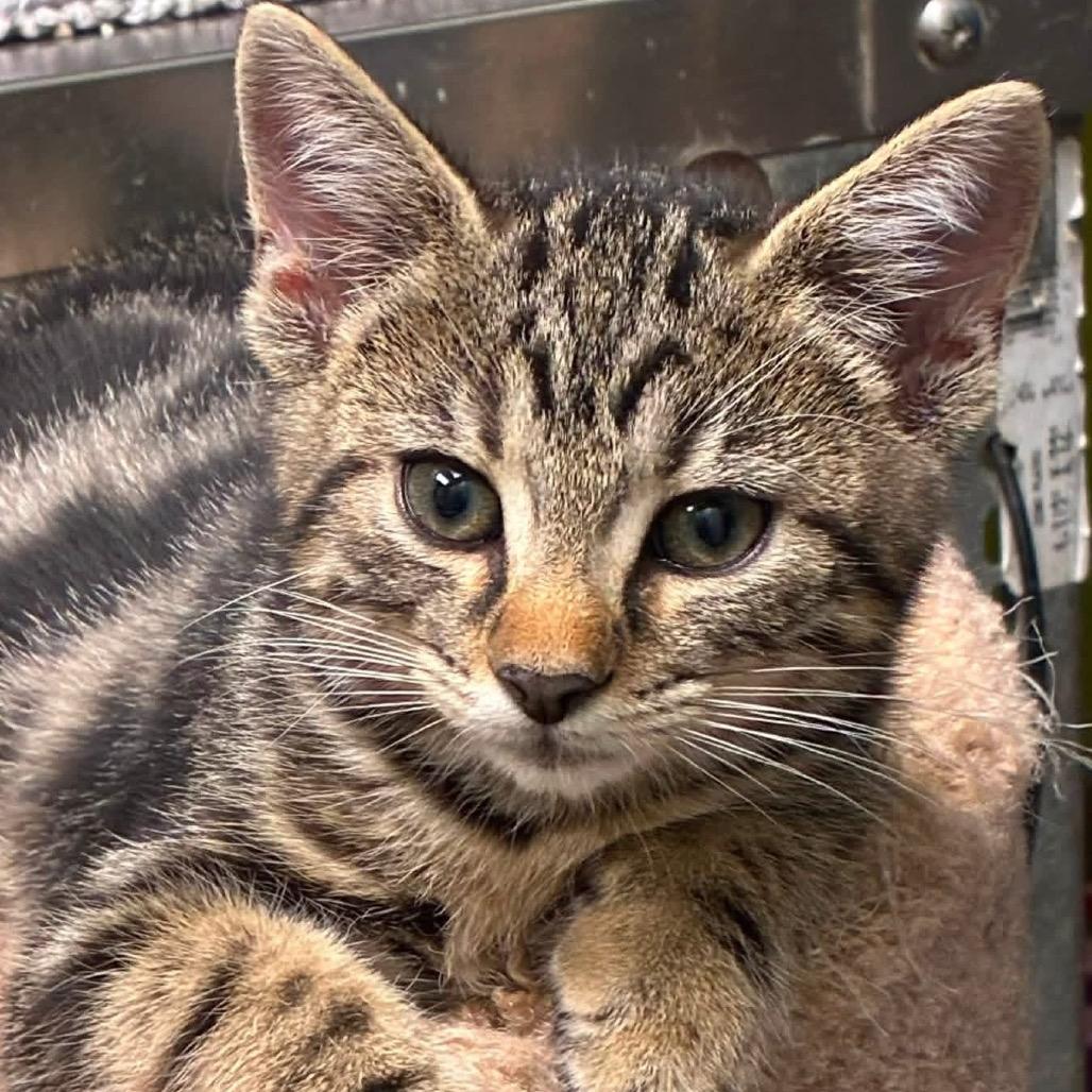 Maya, Adoptable, Young Female Domestic Short Hair.