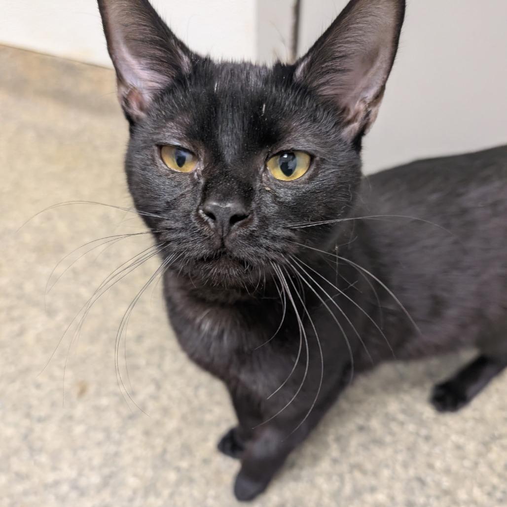 Enlarge Max, a Adoptable Domestic Short Hair in Blue Ridge, GA image 1/3