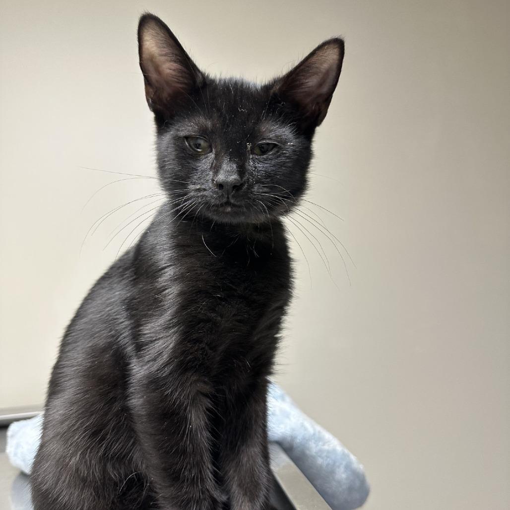 Enlarge Max, a Adoptable Domestic Short Hair in Blue Ridge, GA image 2/3