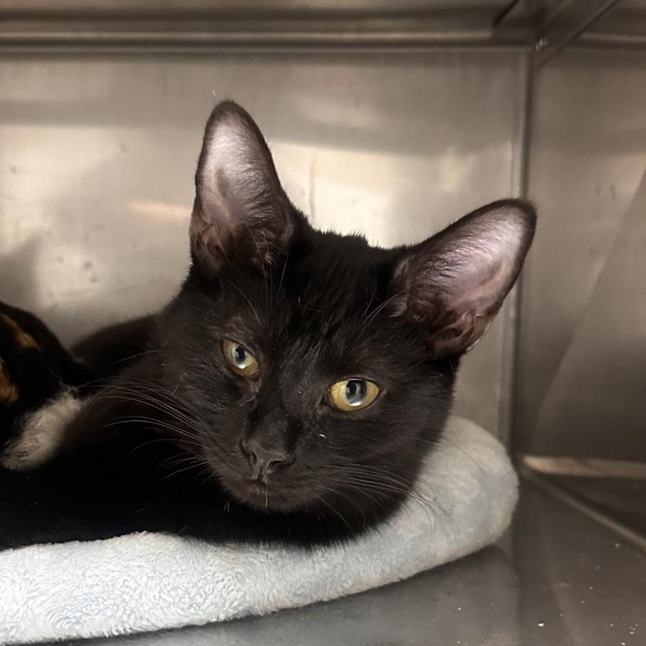 Enlarge Max, a Adoptable Domestic Short Hair in Blue Ridge, GA image 3/3