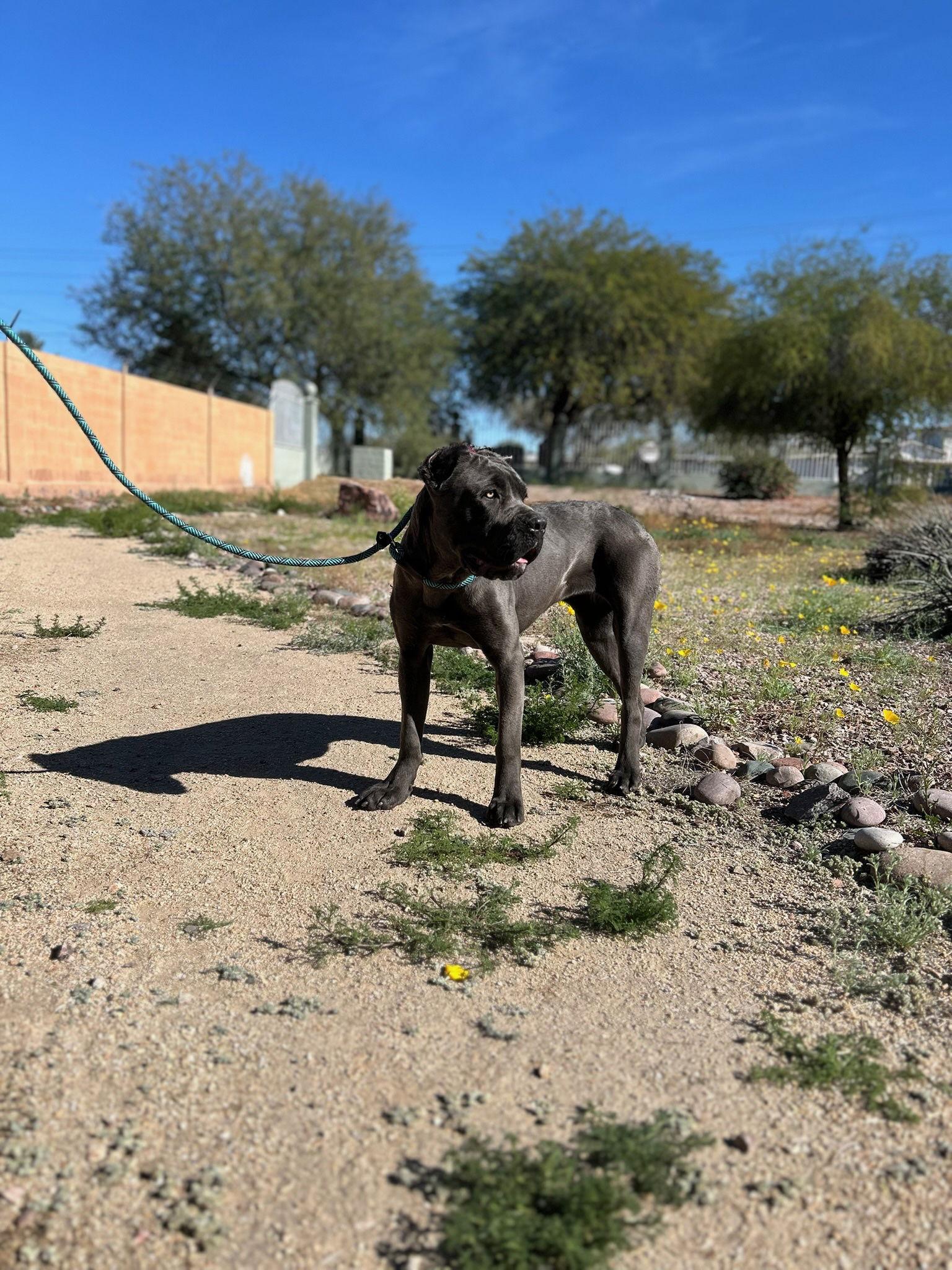 Selena, a Adoptable Cane Corso in Glendale, AZ image 1/3