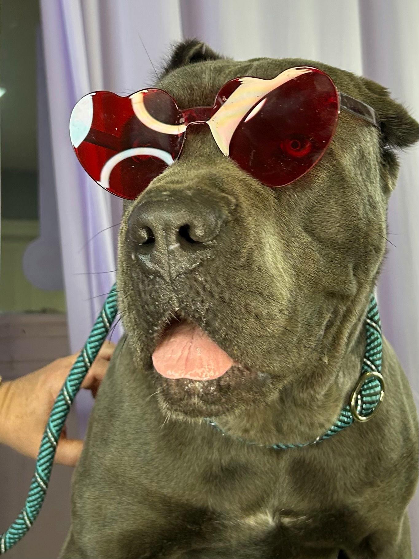 Selena, a Adoptable Cane Corso in Glendale, AZ image 2/3