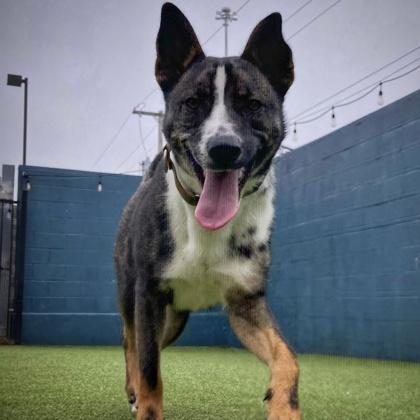 Bowie, a Adoptable mixed breed in Merriam, KS image 1/2