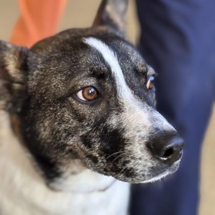 Bowie, a Adoptable mixed breed in Merriam, KS image 2/2