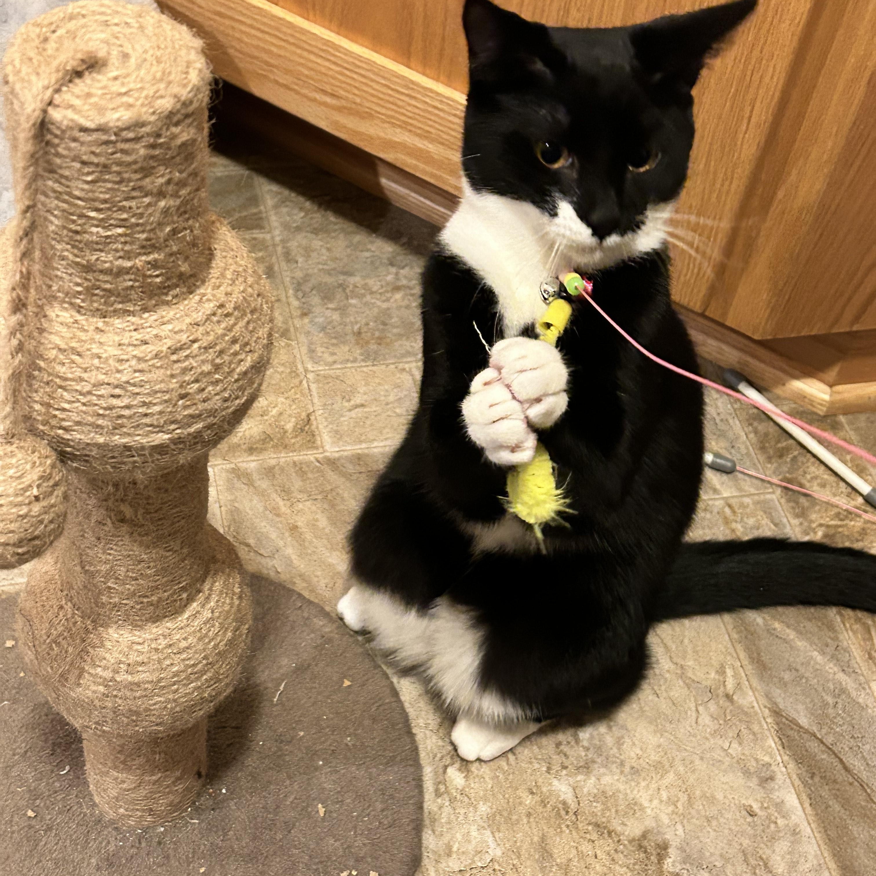 Enlarge Onyx, a Adoptable mixed breed in Springfield, OR image 5/6