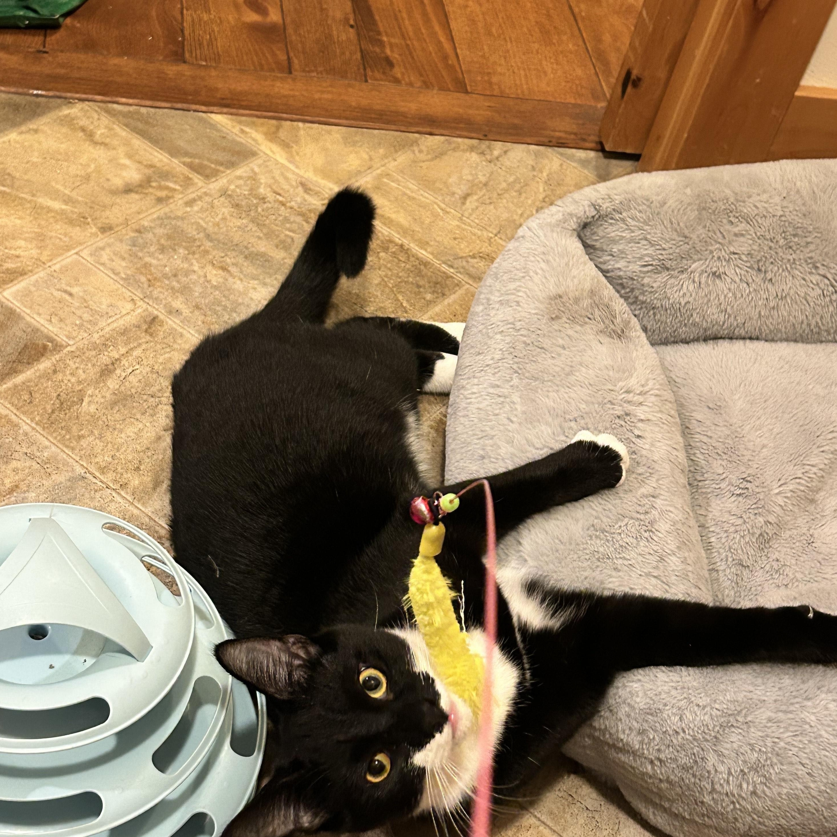 Enlarge Onyx, a Adoptable mixed breed in Springfield, OR image 6/6