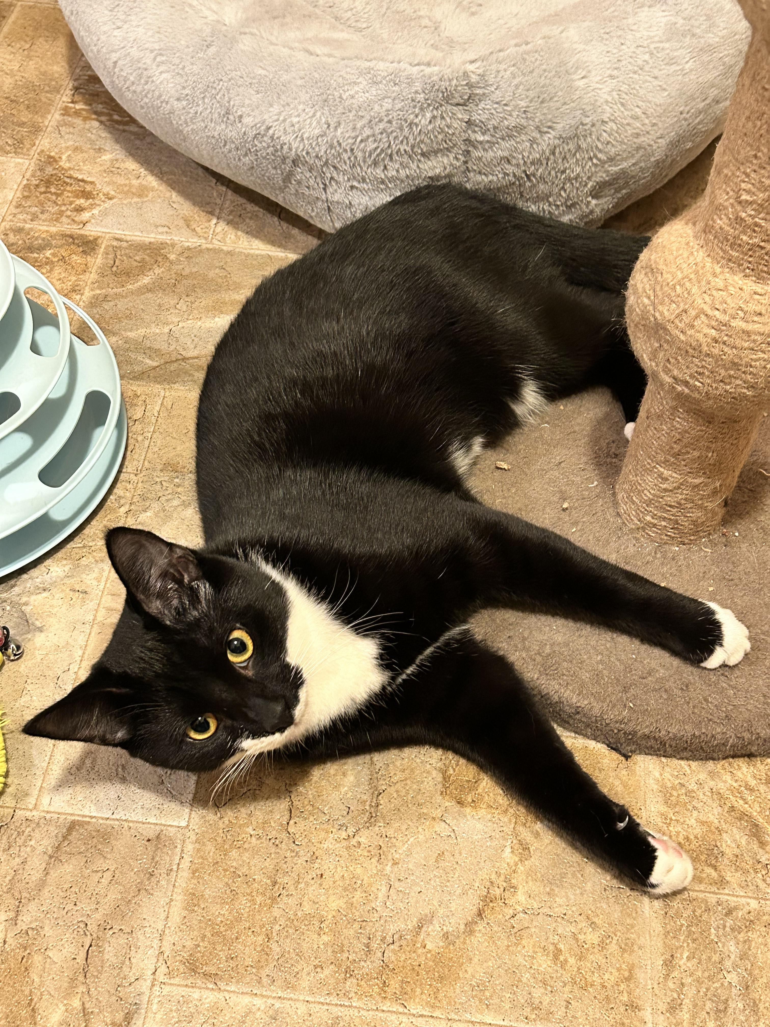 Enlarge Onyx, a Adoptable mixed breed in Springfield, OR image 3/6