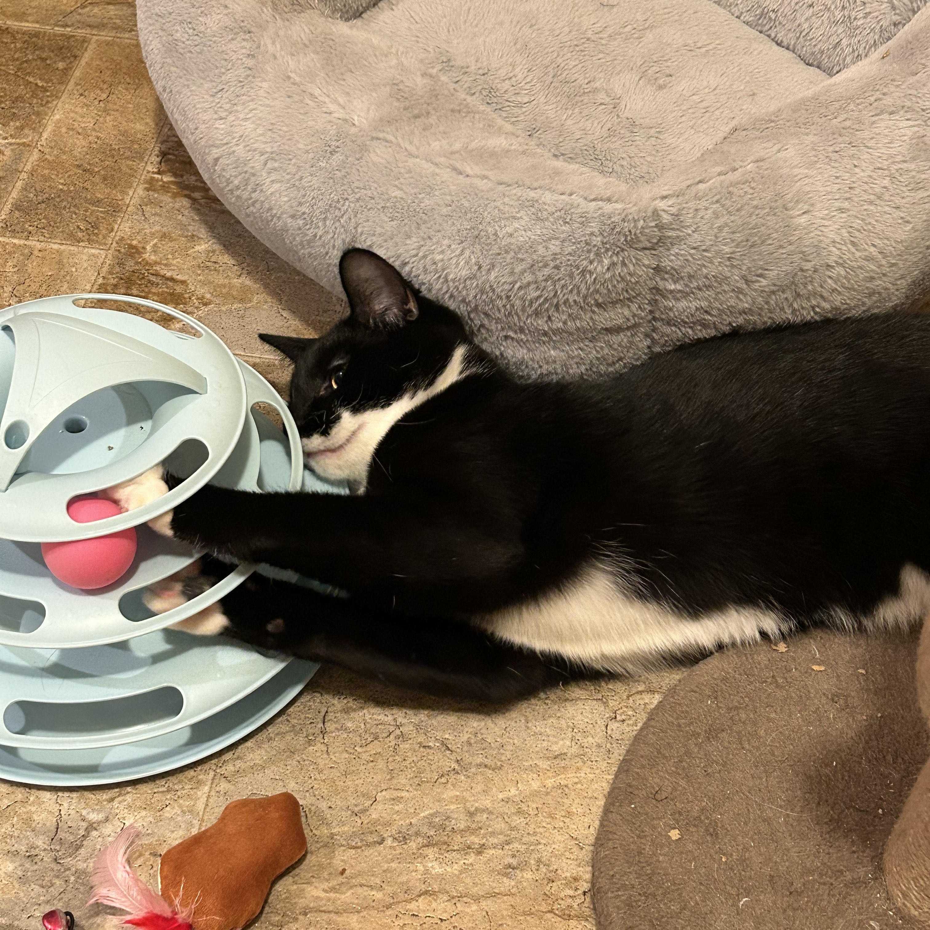 Enlarge Onyx, a Adoptable mixed breed in Springfield, OR image 4/6