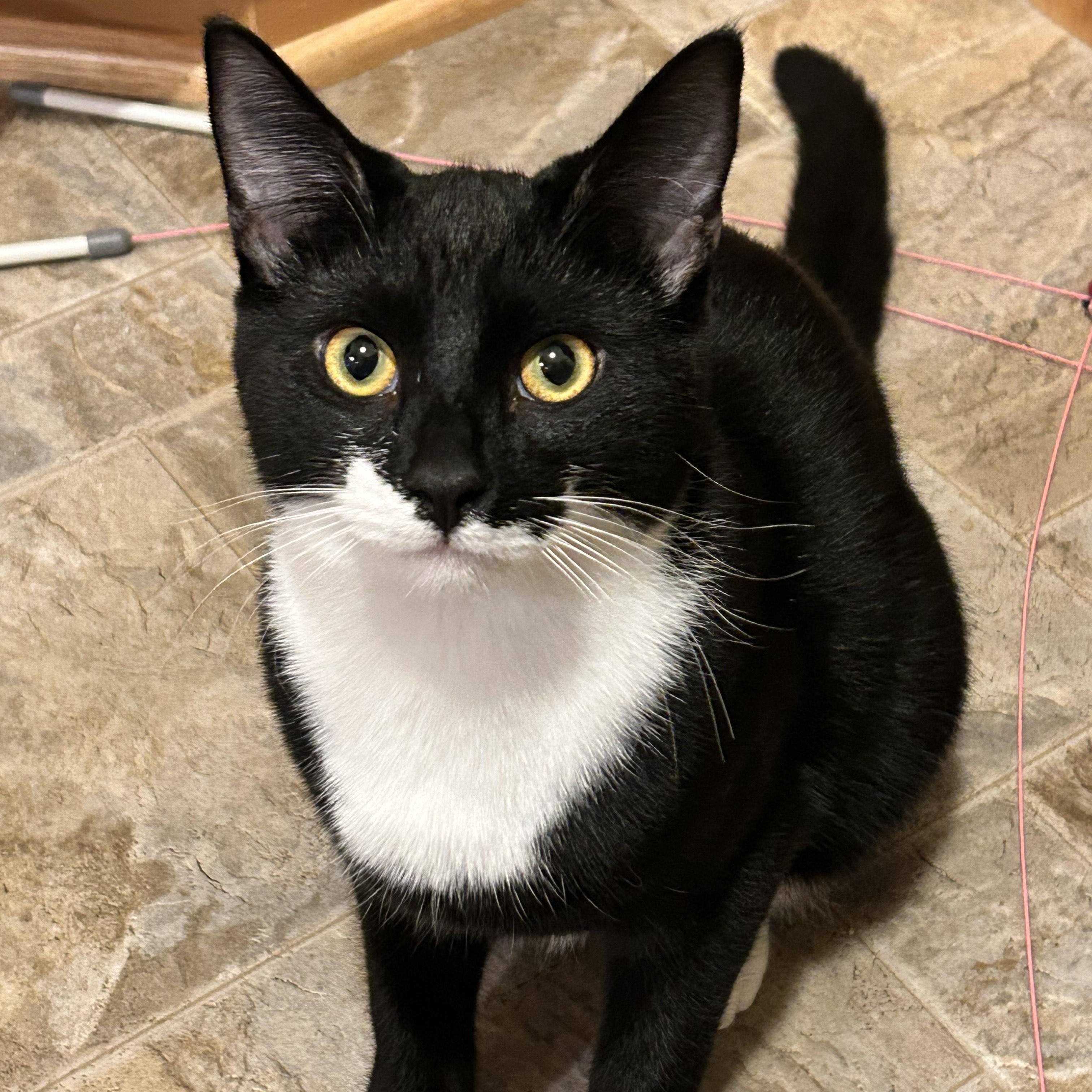 Enlarge Onyx, a Adoptable mixed breed in Springfield, OR image 1/6