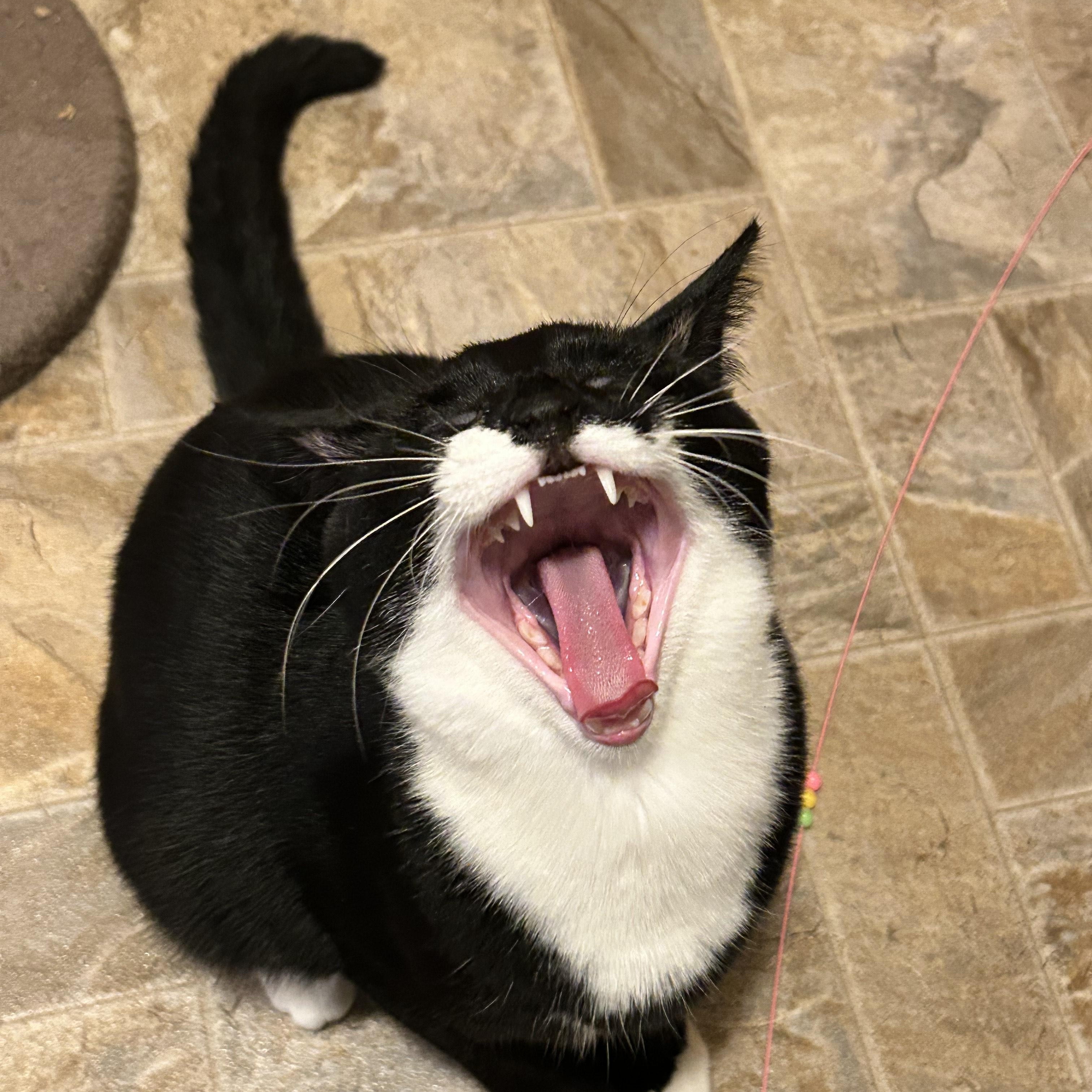 Enlarge Onyx, a Adoptable mixed breed in Springfield, OR image 2/6