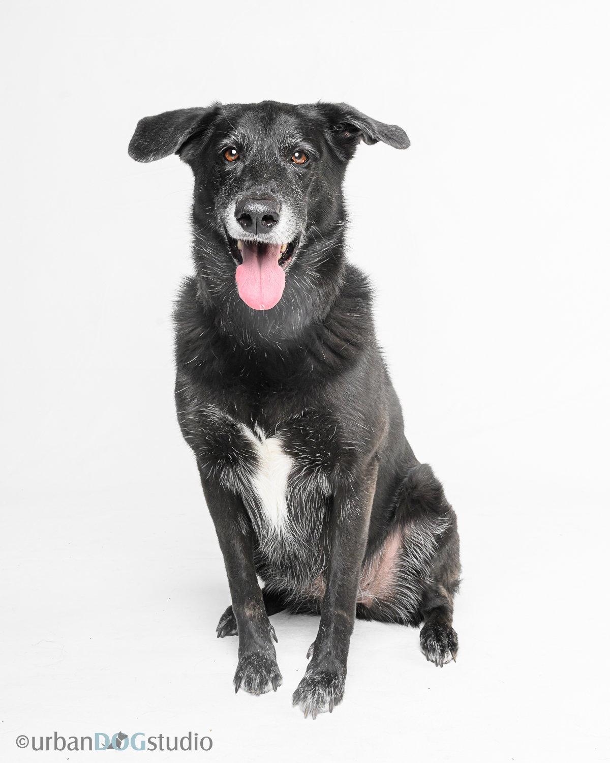 Enlarge Ursa - F, a Adoptable mixed breed in Tampa, FL image 1/3