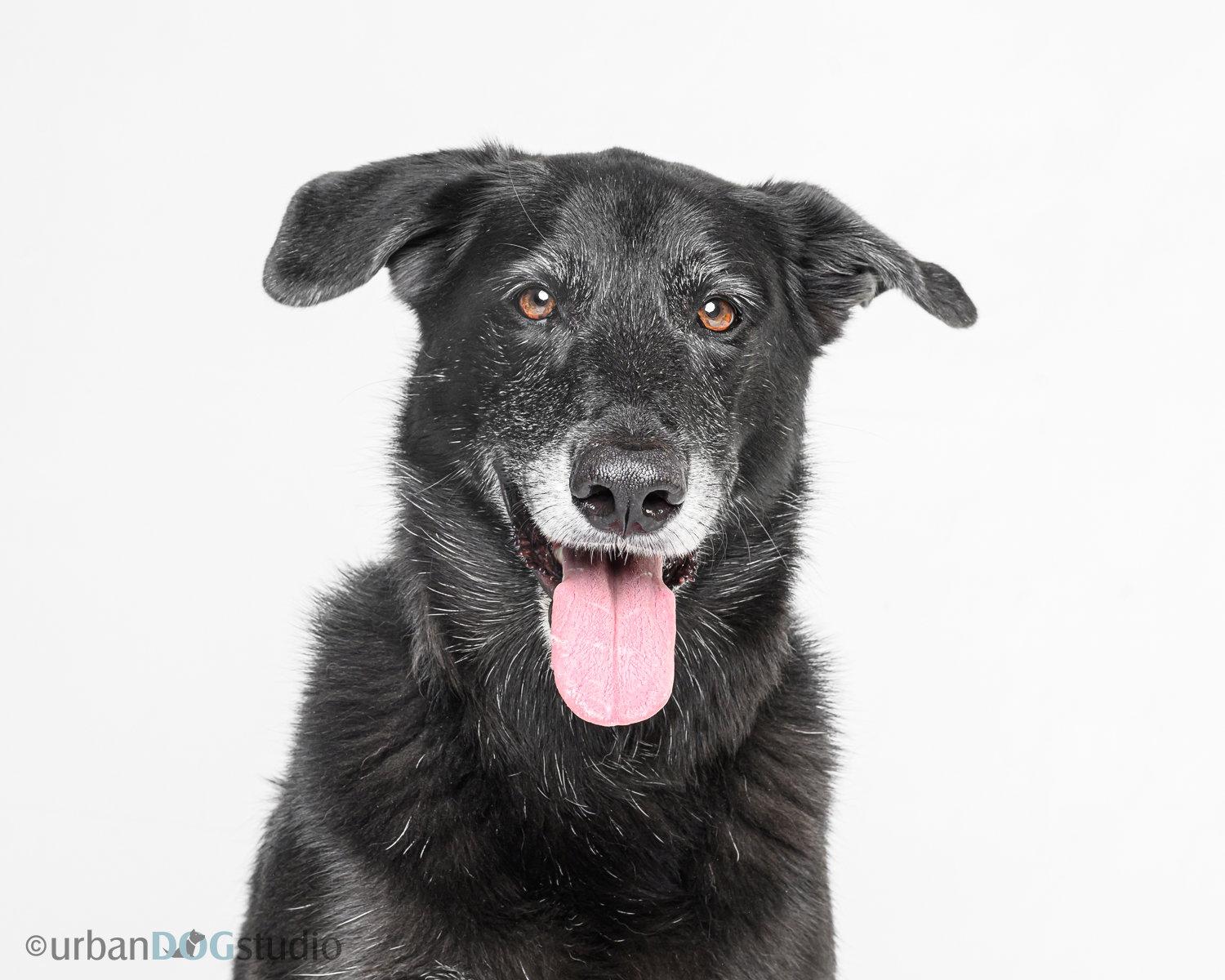 Enlarge Ursa - F, a Adoptable mixed breed in Tampa, FL image 2/3