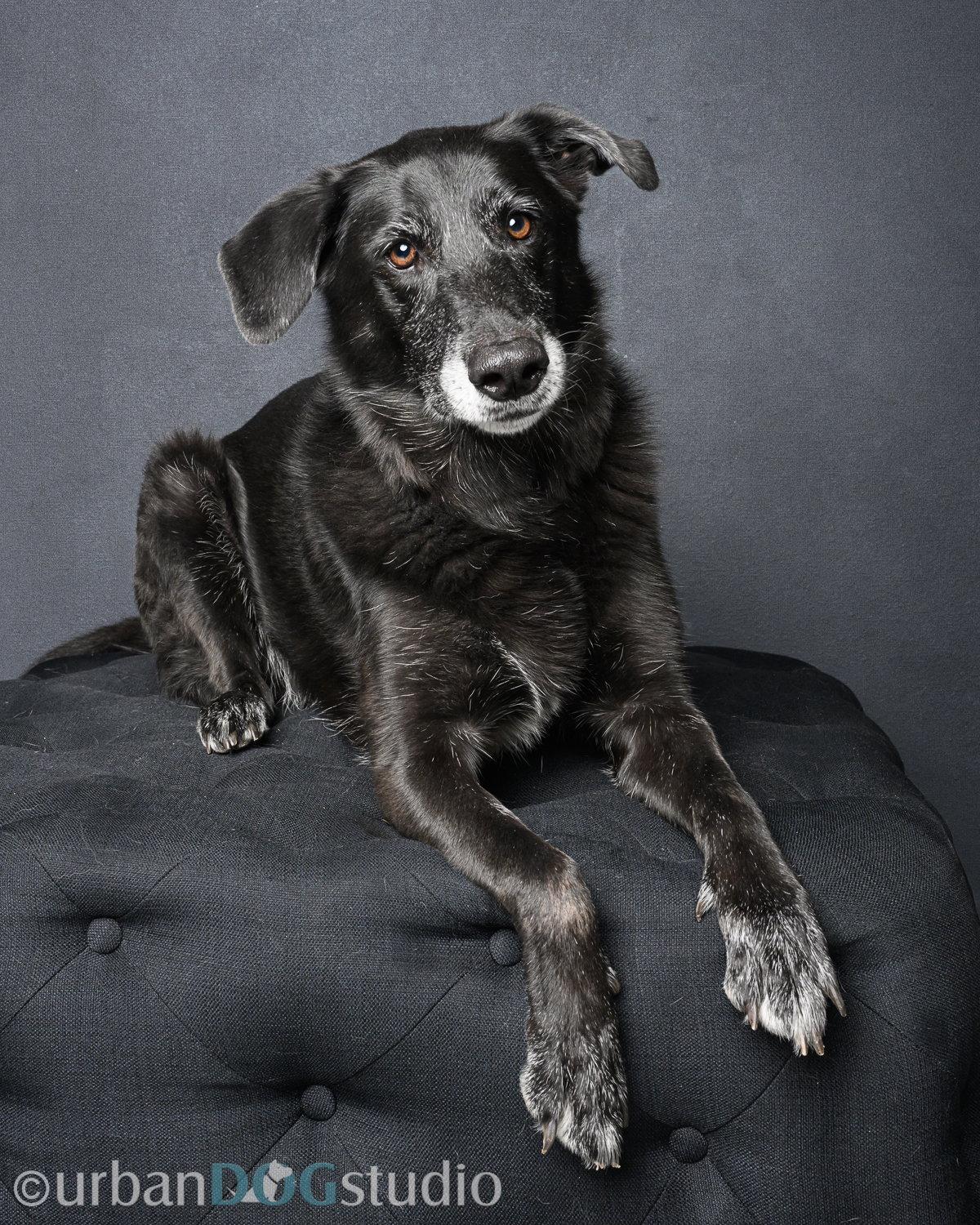 Enlarge Ursa - F, a Adoptable mixed breed in Tampa, FL image 3/3