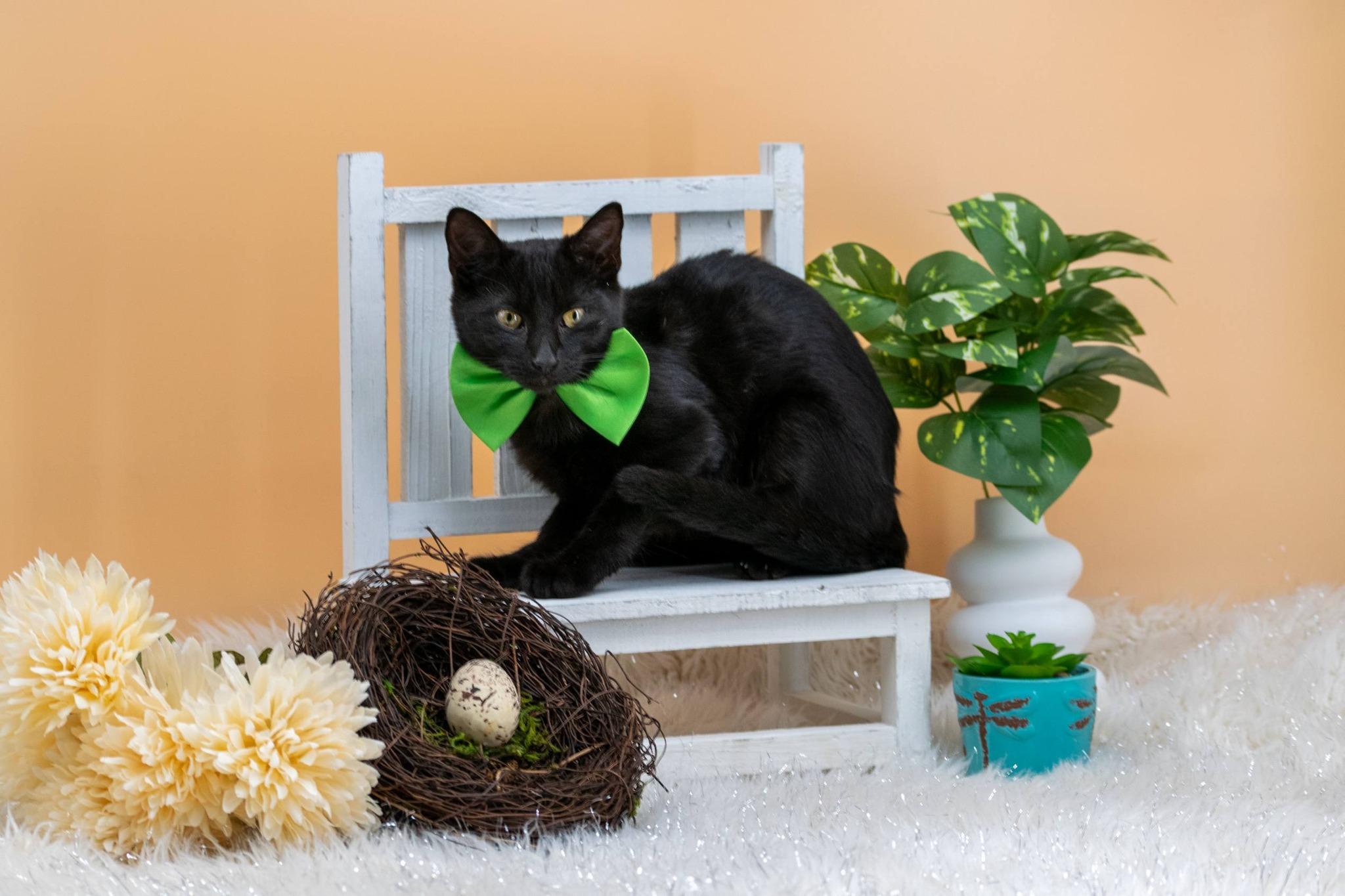 Sprout, a ADOPTABLE Domestic Short Hair in Sevierville, TN image 4/4