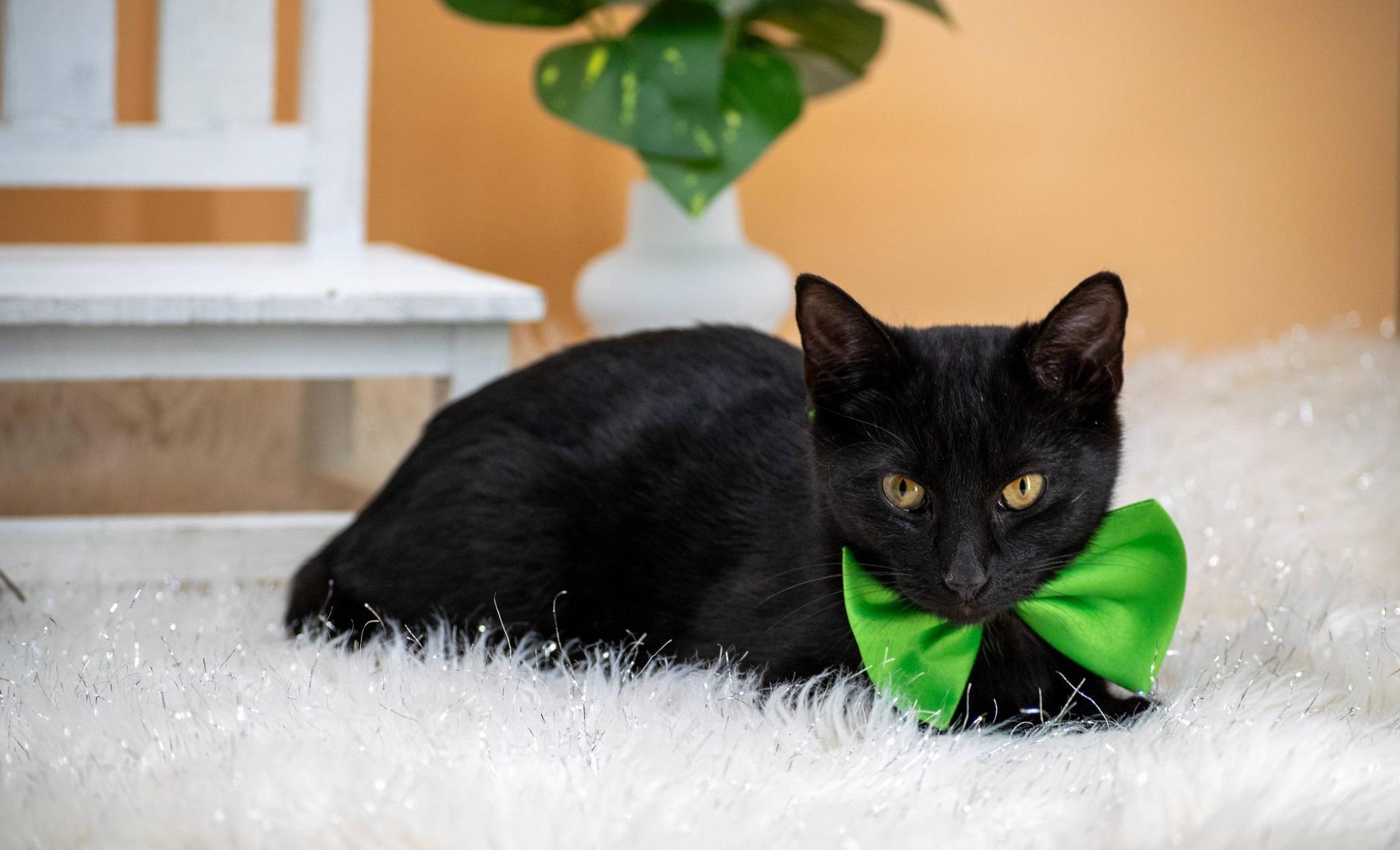 Sprout, a ADOPTABLE Domestic Short Hair in Sevierville, TN image 2/4