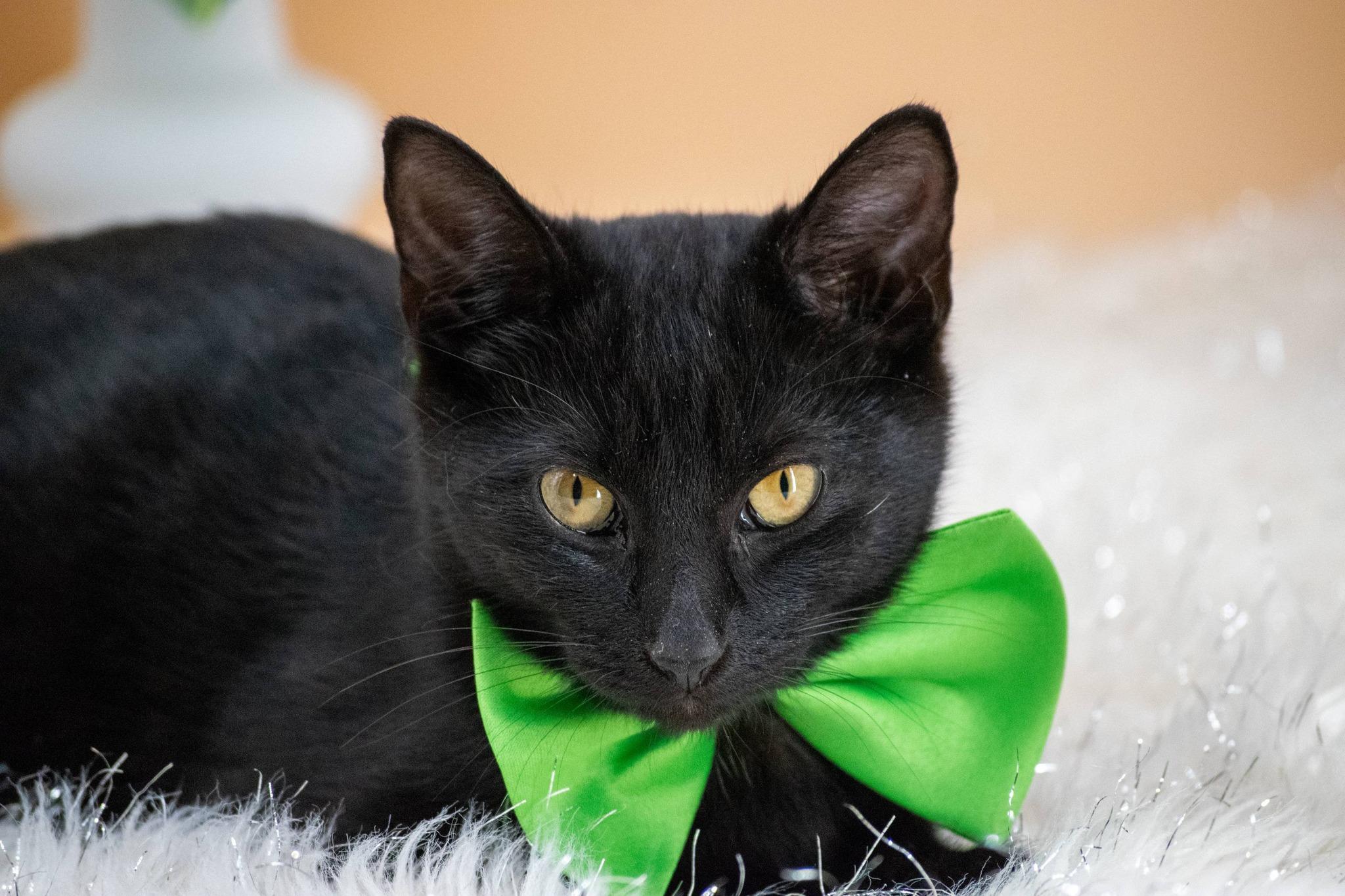 Sprout, a ADOPTABLE Domestic Short Hair in Sevierville, TN image 3/4
